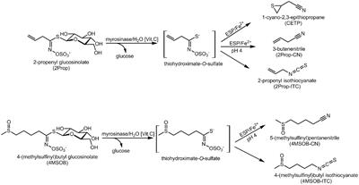 Isothiocyanates, Nitriles, and Epithionitriles from Glucosinolates Are Affected by Genotype and Developmental Stage in Brassica oleracea Varieties